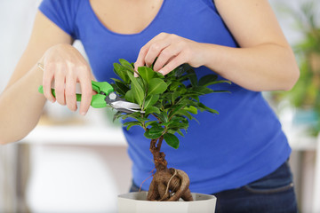 bonsai cutting