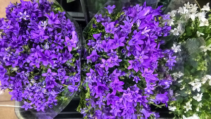Blue and white bells packed in transparent film. Present. Indoor and garden plants.