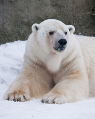 Obraz na płótnie Canvas The polar bear attentively looks, sitting in the snow, a powerful arctic beast close-up.