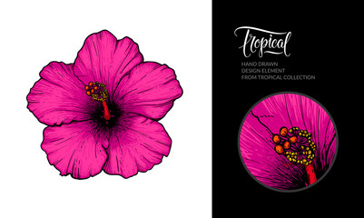 Vector pink hibiscus flower isolated on white background. Tropical hand-drawn exotic flower illustration for summer poster, hibiscus tea packaging, textile design, beach party decoration, wedding. - obrazy, fototapety, plakaty