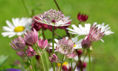 Beautiful and vibrantly colorful Flower Portraits and interesting and unusual gardens.