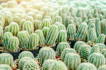 Cactus is the scientific name Mila sp