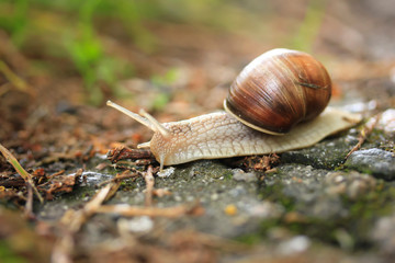 Brown snail is moving to its destination