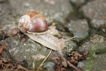 Brown snail is moving to its destination
