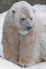 mother-of-pearl polar bear on the  of snow.
