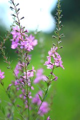 Fototapeta na wymiar Purple flowers of fireweed on a green background
