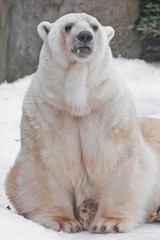 Fototapeta premium mother-of-pearl polar bear lifts his nose on the of snow.