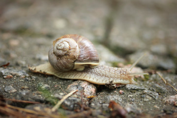 Brown snail is moving to its destination