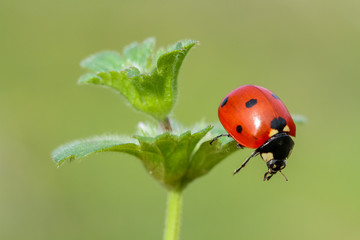 ladybug on green leaf