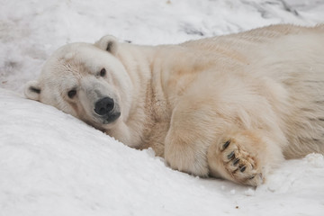 Fototapeta na wymiar Lies and looks at you. Powerful polar bear lies in the snow, close-up