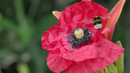 bumblebee on red poppy in the nature