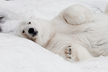 thoughtfully lying and looking at her paws. Powerful polar bear lies in the snow, close-up