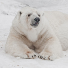 Obraz na płótnie Canvas Stands up threateningly Powerful polar bear lies in the snow, close-up