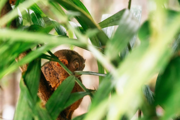 Tarsier with big eyes sitting on branch with green leaves in jungle, Bohol island, Philippines.