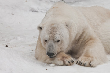 Obraz na płótnie Canvas lies with his head on his paw. Powerful polar bear lies in the snow, close-up
