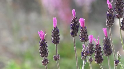 lavender in the nature