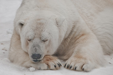 sleeps closing his eyes and resting his head on his paw. Powerful polar bear lies in the snow,...