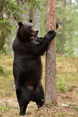 Big male brown bear standing and grabbing a tree