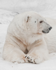 Fototapeta na wymiar huge paws and head in profile. Powerful polar bear lies in the snow, close-up