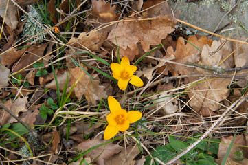 Crocus yellow in the forest