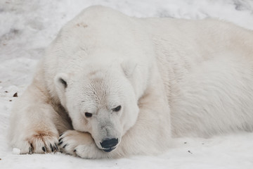 Fototapeta na wymiar He thought sadly putting his nose on his paws.Powerful polar bear lies in the snow, close-up