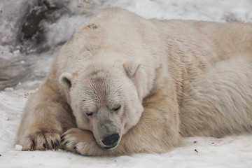 dozing putting his nose on his paws. Powerful polar bear lies in the snow, close-up