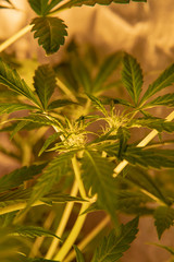  cannabis leaves  indoor closeup.