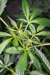 fresh flowering buds marijuana close-up. Medical cannabis