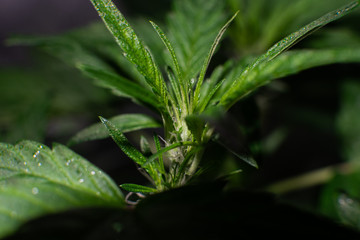 fresh flowering buds marijuana close-up. Medical cannabis