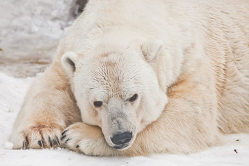 Fototapeta na wymiar Pensively lying with his face on his paws, opening his eyes. Powerful polar bear lies in the snow, close-up