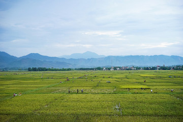 endless rice field