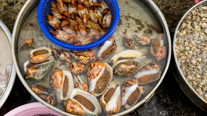 Seafood. Close up of raw mollusk in shells on the vietnamese market.Large  beautiful sea snail