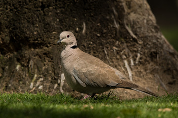 Eurasian collared dove / Streptopelia decaocto