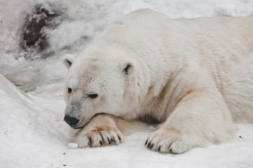 Fototapeta na wymiar Bear thought, head and feet large.Powerful polar bear lies in the snow, close-up