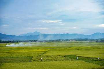 Fototapeta na wymiar endless rice field