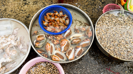 Seafood. Close up of raw mollusk in shells on the vietnamese market.Large  beautiful sea snail
