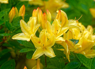 Beautiful and vibrantly colorful Flower Portraits and interesting and unusual gardens.