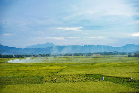 endless rice field © kiet