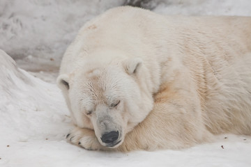 Obraz na płótnie Canvas Comfort in the cold, restful sleep Powerful polar bear lies in the snow, close-up