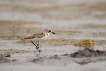 Lesser sand plover / Charadrius mongolus