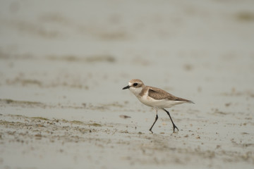 Lesser sand plover / Charadrius mongolus
