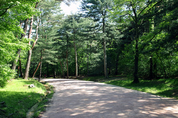 A forest trail of "Donggureung Royal Tombs", in Guri, South Korea.