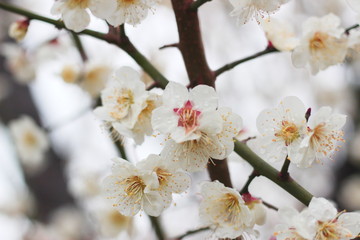 Obraz premium 早春に咲く日本の白い梅の花