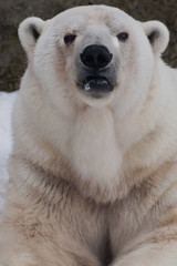 The polar bear attentively looks, sitting in the snow, a powerful  arctic beast close-up.