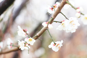 早春に咲く日本の白い梅の花