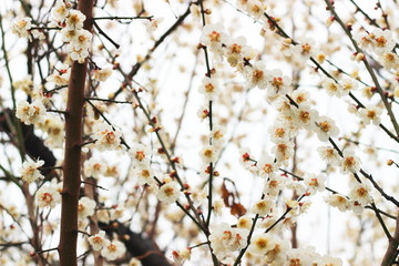 早春に咲く日本の白い梅の花
