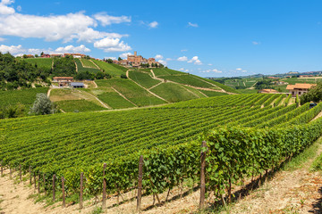 Fototapeta na wymiar Green vineyards on the hills near Castiglione Falletto, Italy.