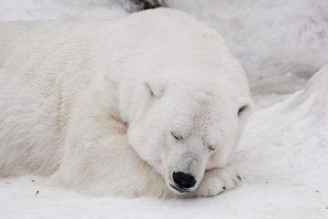 Naklejka na ściany i meble A white polar bear in a fluffy crystal-white skin lying on the snow and sleeping (resting), a large predator (hiding, merging) imperceptible on white snow close up