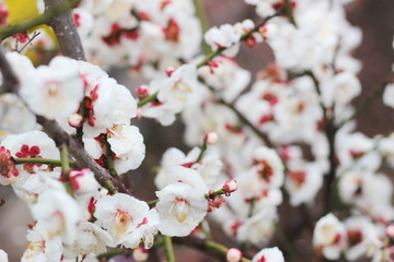 早春に咲く日本の白い梅の花