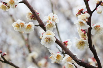 早春に咲く日本の白い梅の花